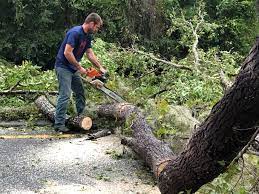 Best Tree Trimming and Pruning  in Lyman, WY