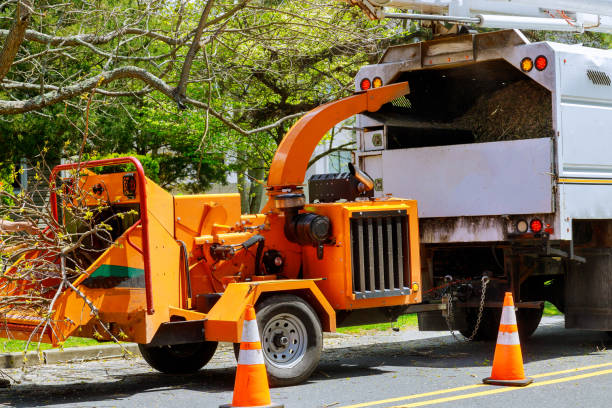 Best Root Management and Removal  in Lyman, WY